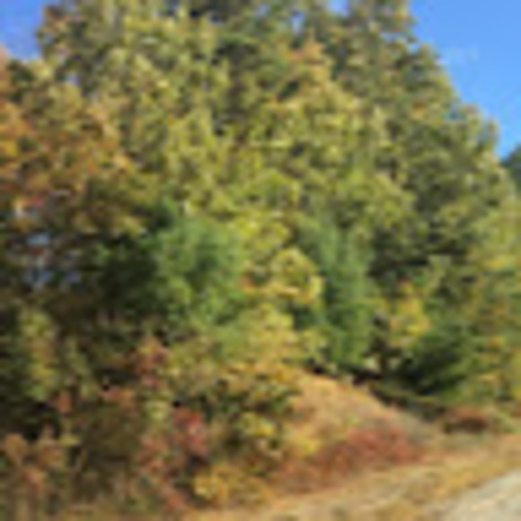 Meet your Posher, Ann - Picture 1 of 1